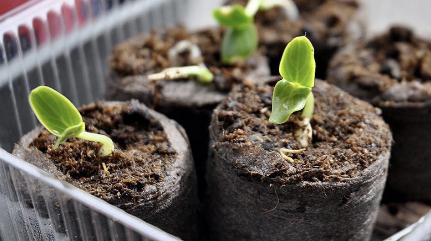 Торф'яні таблетки Торф'яні таблетки