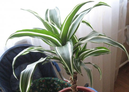Драцена Деремская: опис, корисні властивості, особливості догляду в домашніх умовах