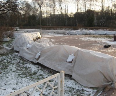 Як правильно вкривати вейгелу на зиму