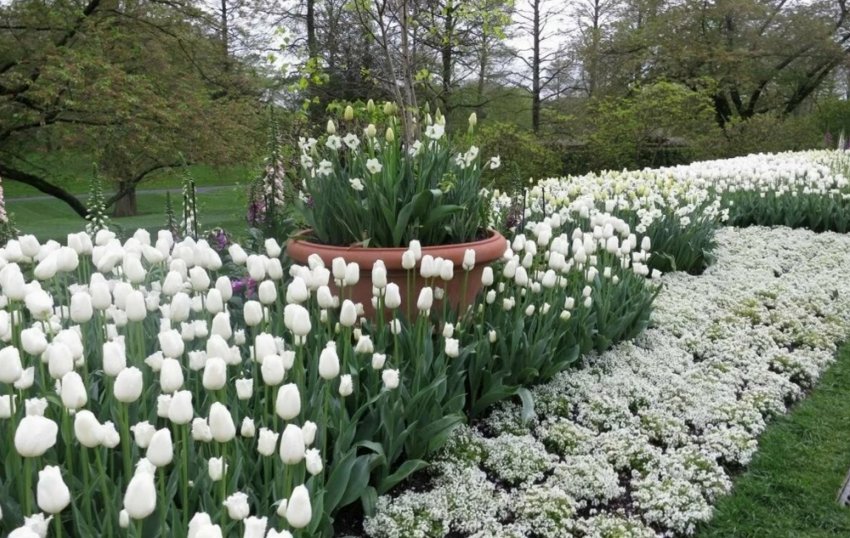 Білі весняні квіти на клумбі Білі весняні квіти на клумбі