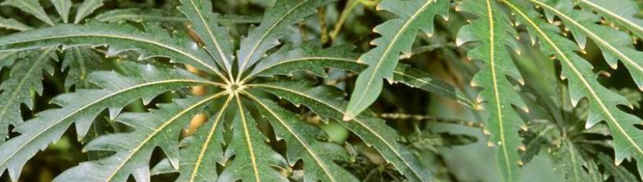 Як доглядати за дизиготекой в домашніх умовах