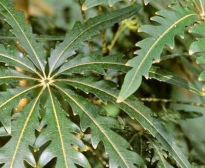 Як доглядати за дизиготекой в домашніх умовах