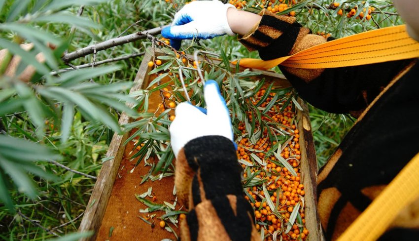 Збір урожаю обліпихи