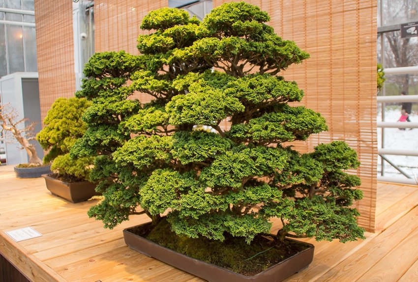 Стиль тёккан