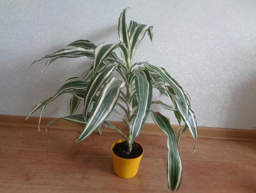 Драцена Деремская Драцена Деремская