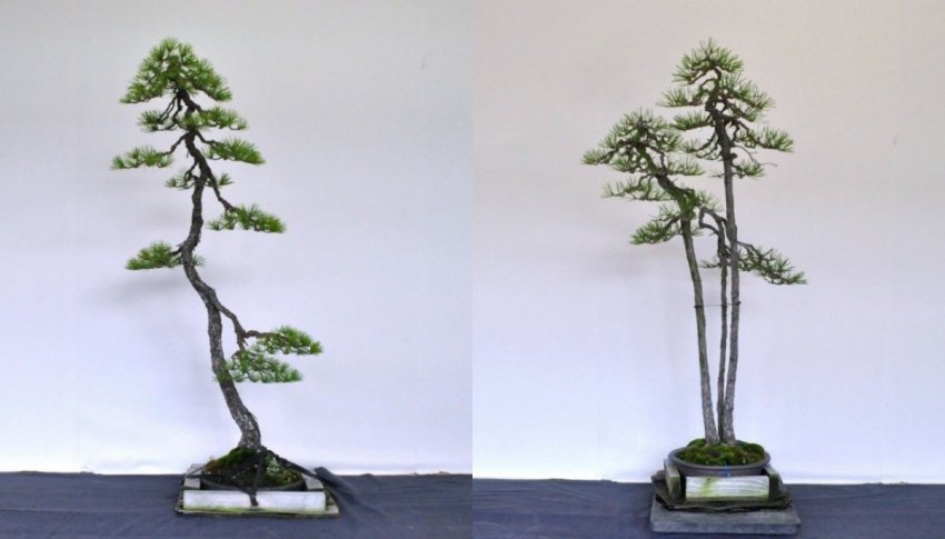 Стиль бундзинги