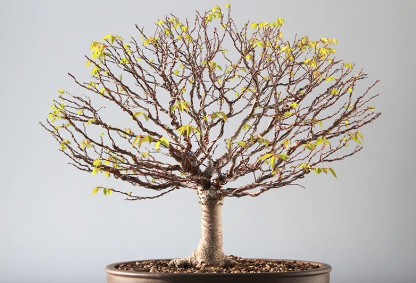 Стиль хокидати