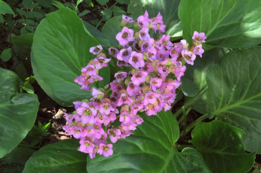 Бадан товстолистий Бадан товстолистий