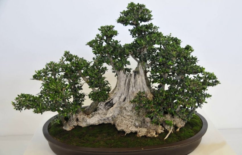 Стиль икадабуки