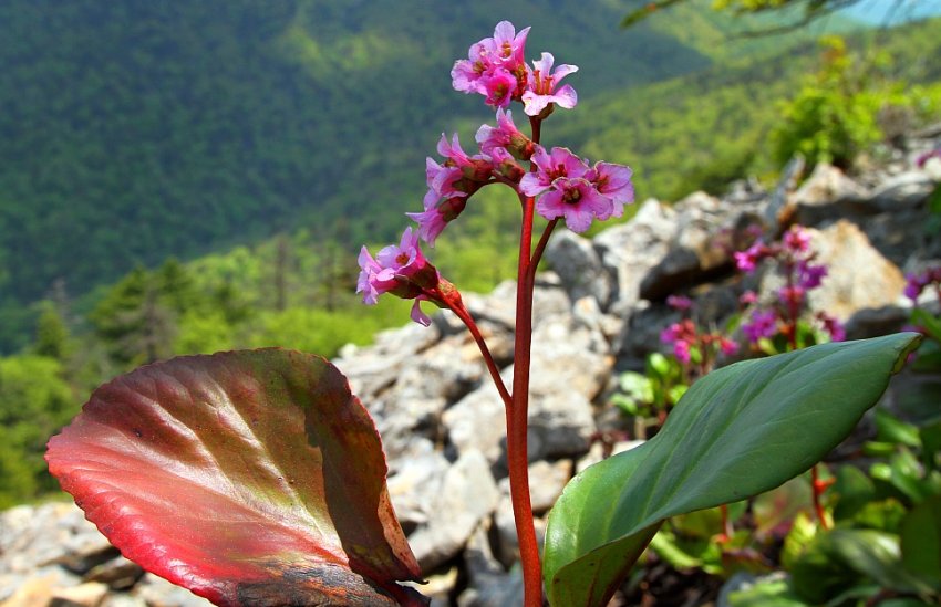Тихоокеанський бадан Тихоокеанський бадан
