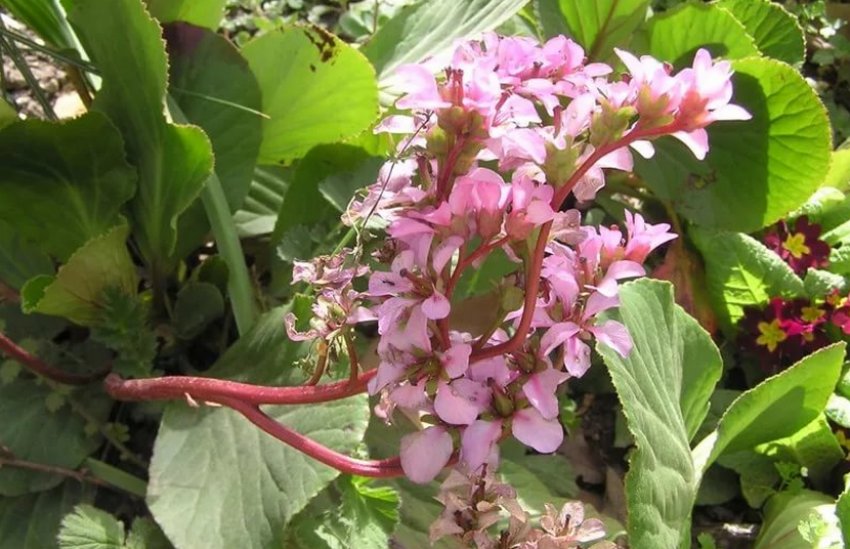 Бадан Шмідта Бадан Шмідта