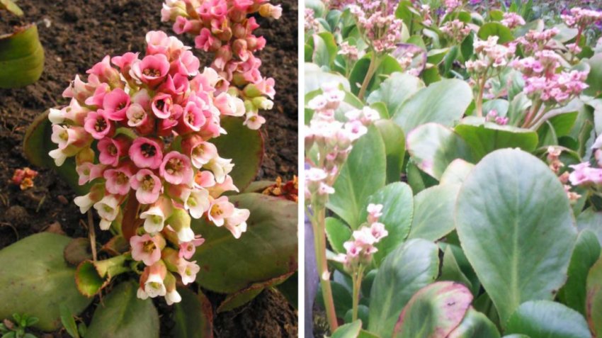 Бадан Стречі Бадан Стречі