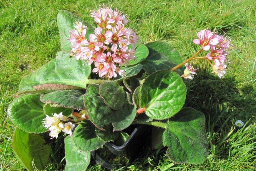 Бадан реснітчастий Бадан реснітчастий