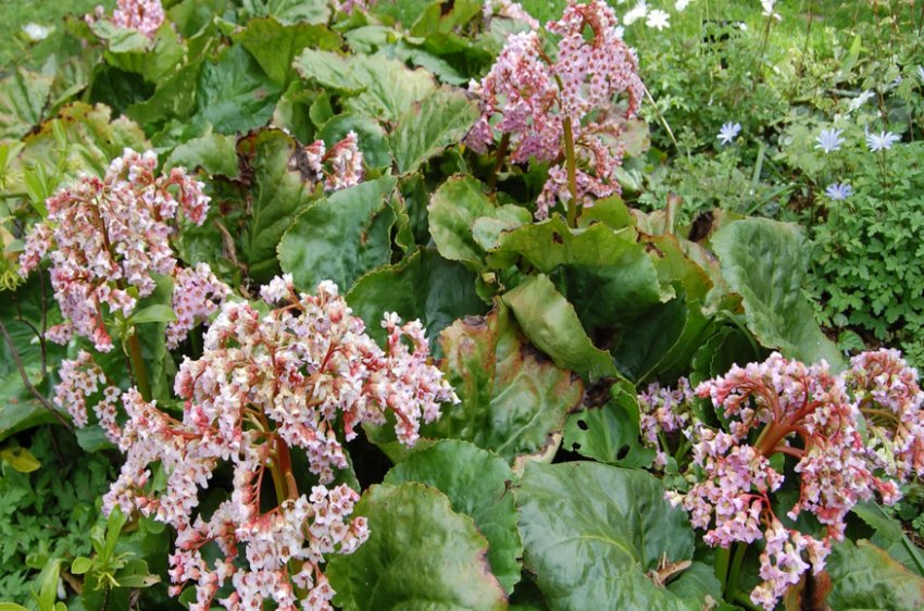 Бадан реснітчастий Бадан реснітчастий