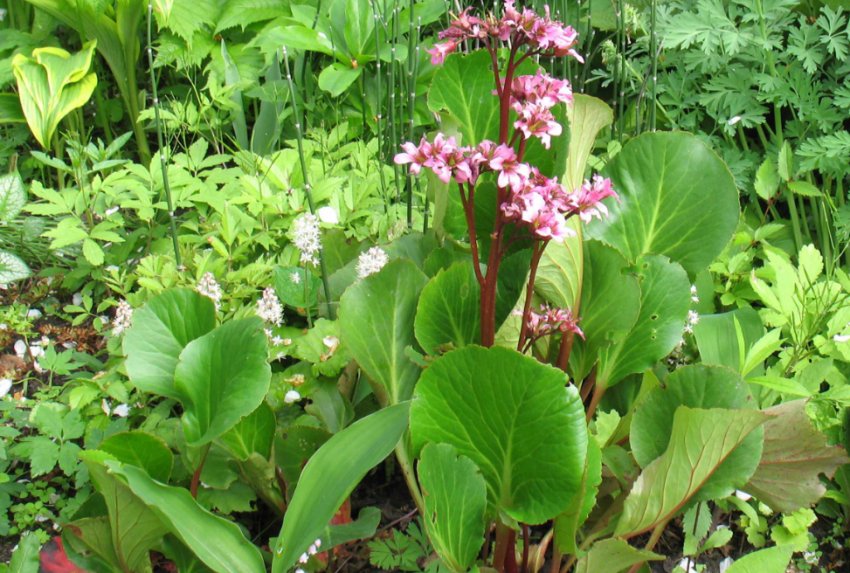 Бадан David Бадан David