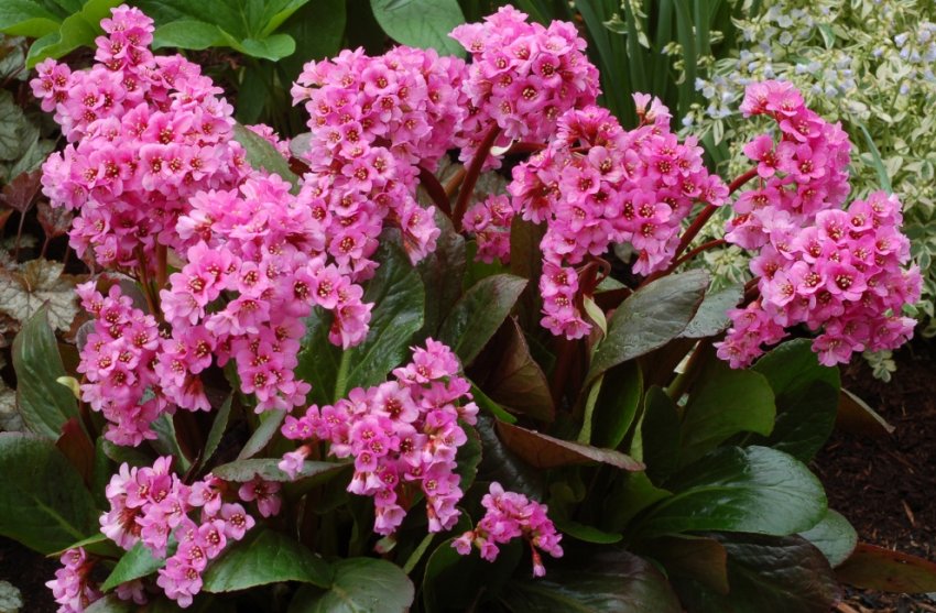 Бадан Спрінг Флінг Бадан Спрінг Флінг