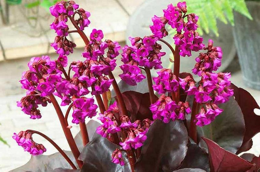 Бадан Eroica Бадан Eroica