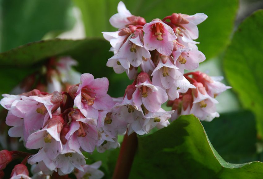 Бадан Baby Doll Бадан Baby Doll