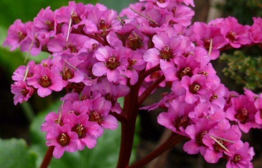 Бадан Glockenturm Бадан Glockenturm