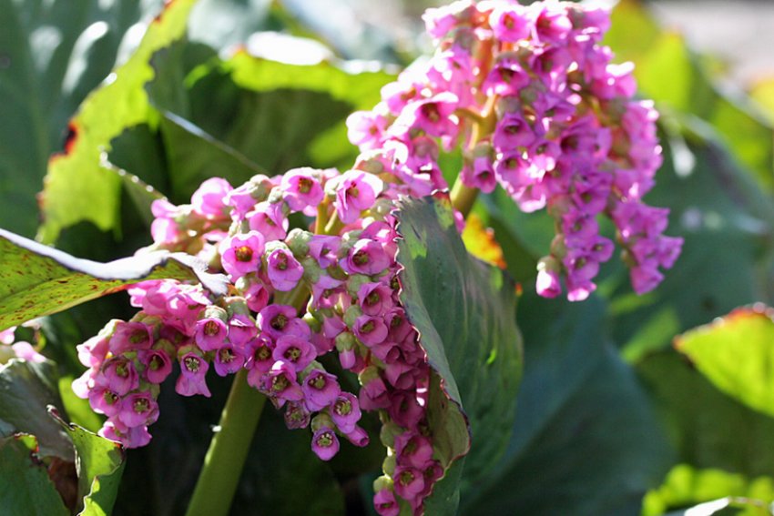 Бадан Morgenrote Бадан Morgenrote