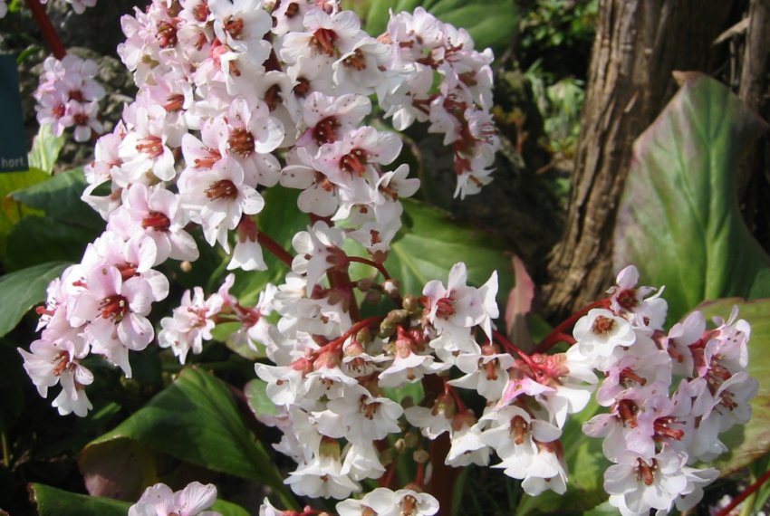 Бадан Silberlicht Бадан Silberlicht