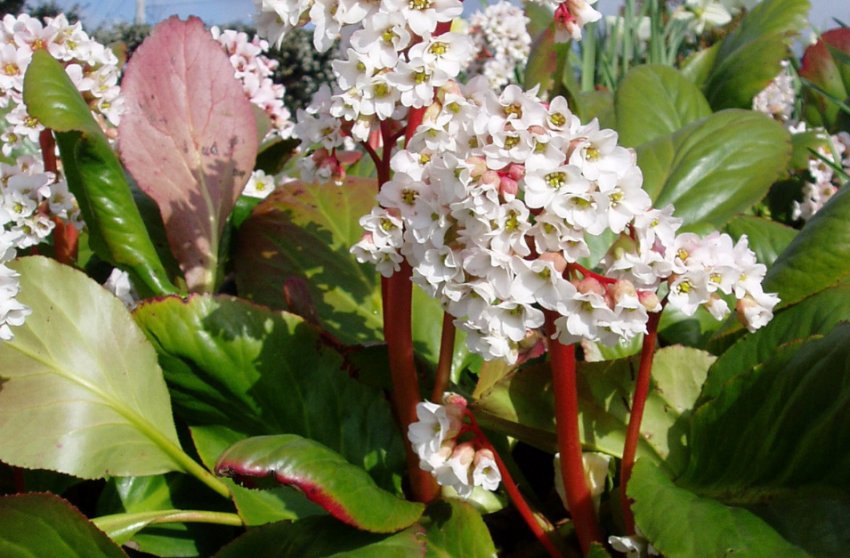 Бадан Bressingham white Бадан Bressingham white