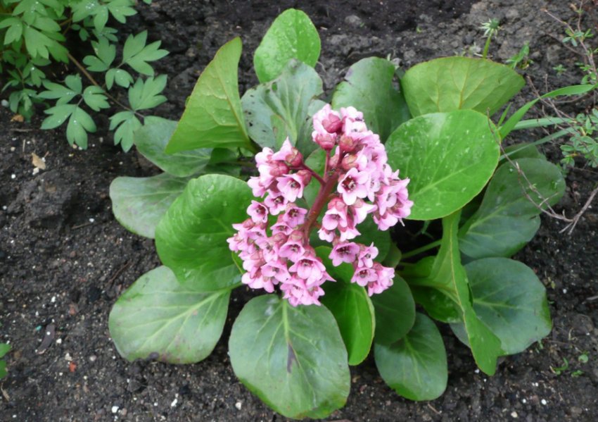 Бадан Бадан