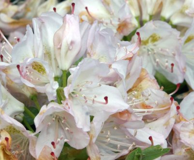 Рододендрон Сatawbiense Album: опис і особливості вирощування