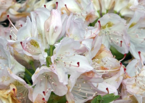 Рододендрон Сatawbiense Album: опис і особливості вирощування