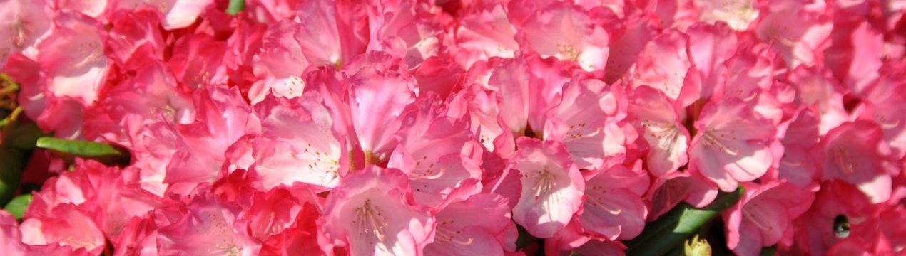 Сорти рододендрона Якушіманського: опис, вирощування