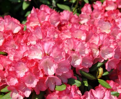 Сорти рододендрона Якушіманського: опис, вирощування