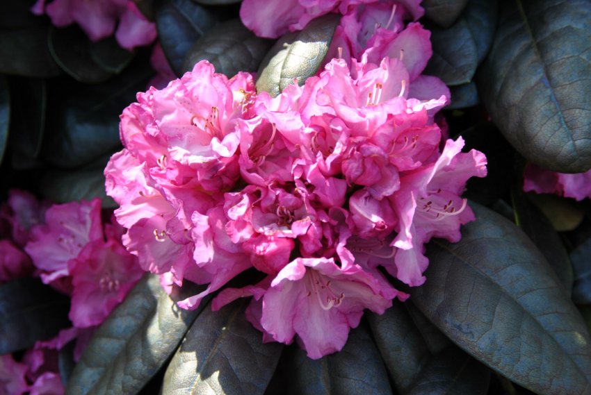 Рододендрон Блюретта Рододендрон Блюретта