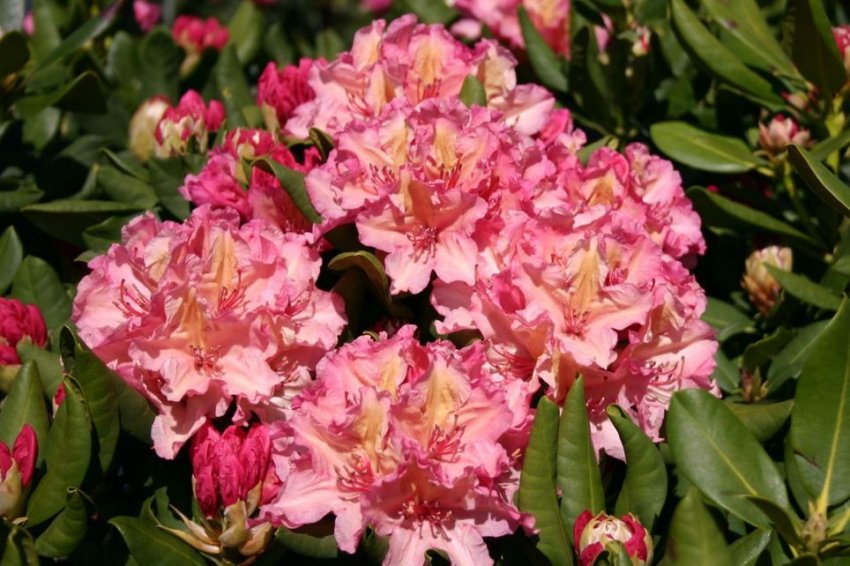 Рододендрон Бразилія Рододендрон Бразилія