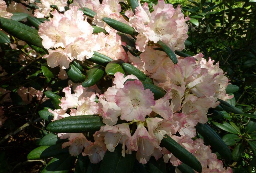 Рододендрон Лорелей Рододендрон Лорелей