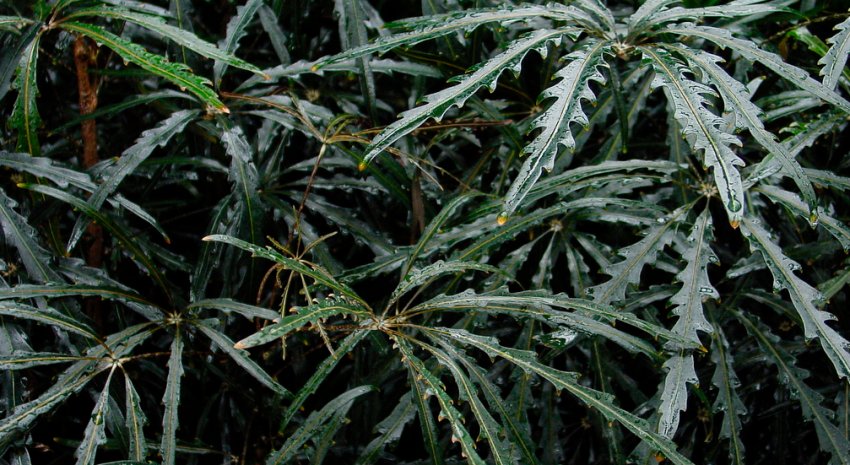 Дізіготека елегантна