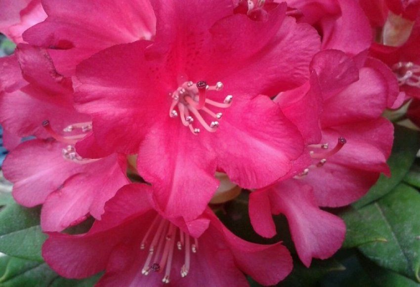 Рододендрон Лихтфаер Рододендрон Лихтфаер