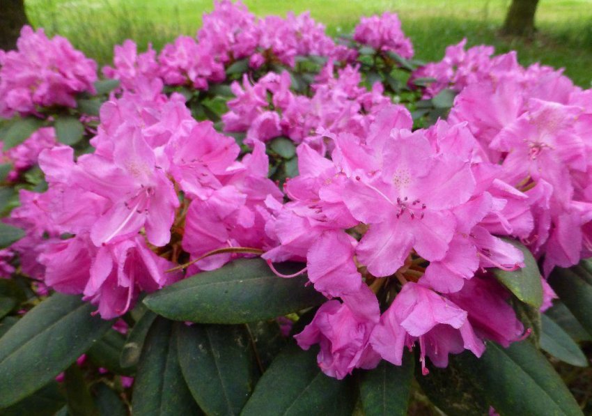Рододендрон Люміна Рододендрон Люміна