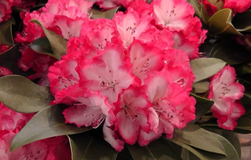 Рододендрон Мікс Рододендрон Мікс