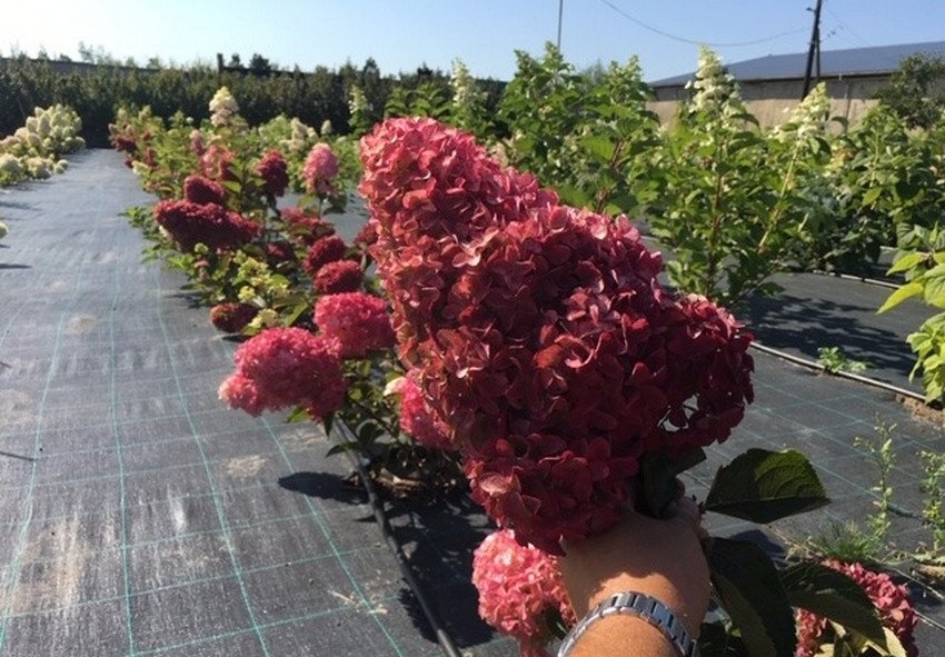 Гортензія Magical Vesuvio Гортензія Magical Vesuvio