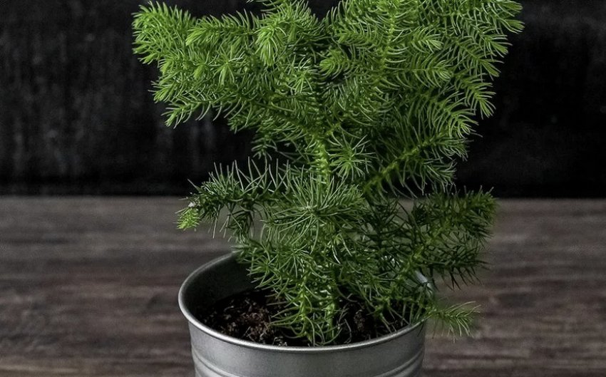 Араукарія в горщику