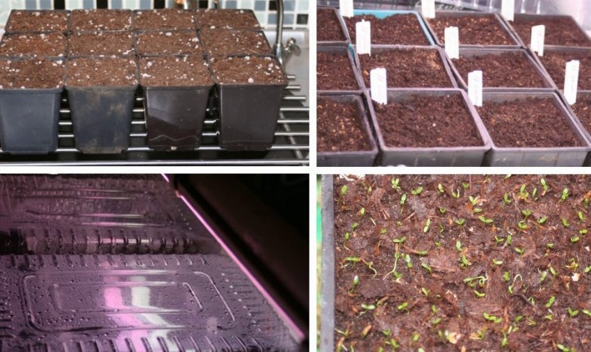 Посів семян рододендрона Посів семян рододендрона