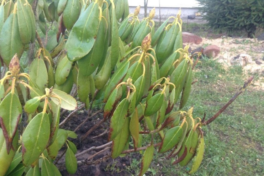 Трахеомікозне в'яління рододендрона Трахеомікозне в'яління рододендрона
