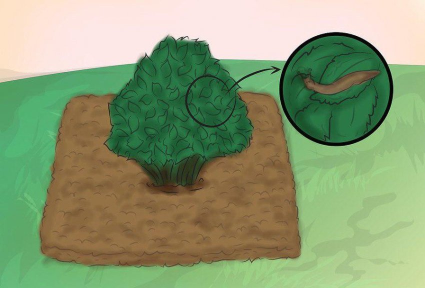 Слизни на гортензії Слизни на гортензії