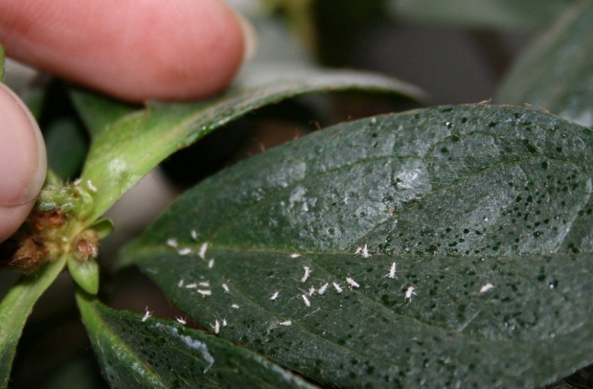 Білокрилки на рододендроні Білокрилки на рододендроні