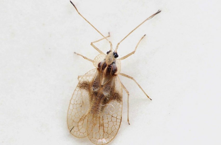 Рододендроновий кліщик Рододендроновий кліщик