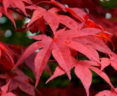 Саджання і догляд, використання червоного клену в ландшафтному дизайні