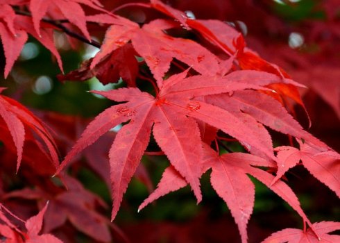 Саджання і догляд, використання червоного клену в ландшафтному дизайні