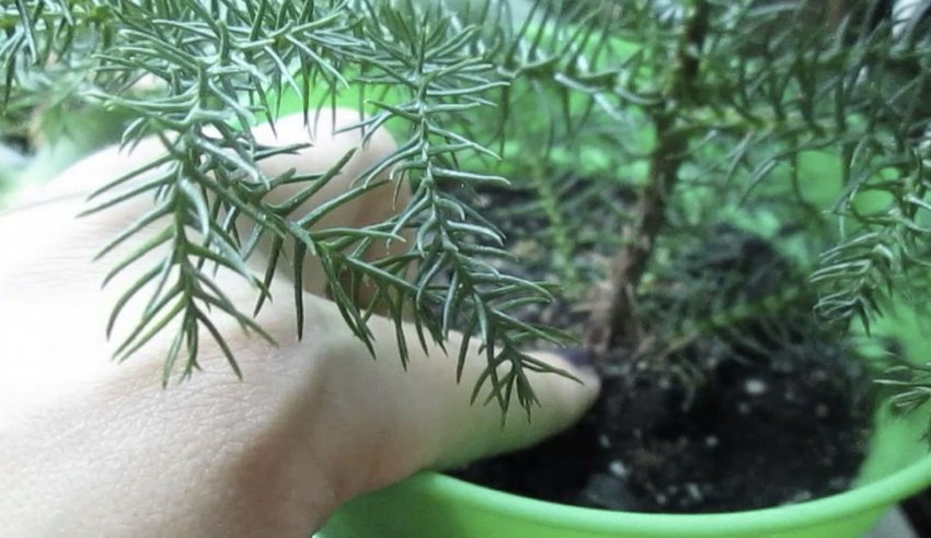 Підживлення араукарії