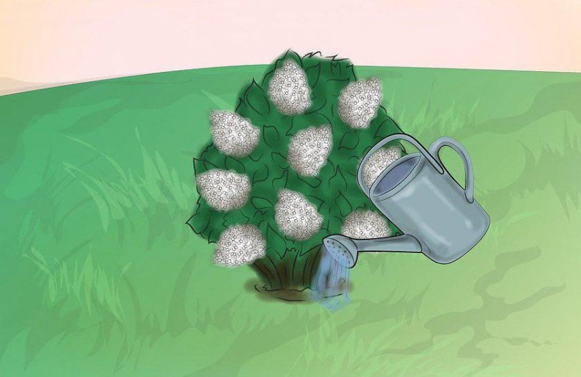 Гортензия метельчатая даймонд руж посадка и уход в открытом грунте