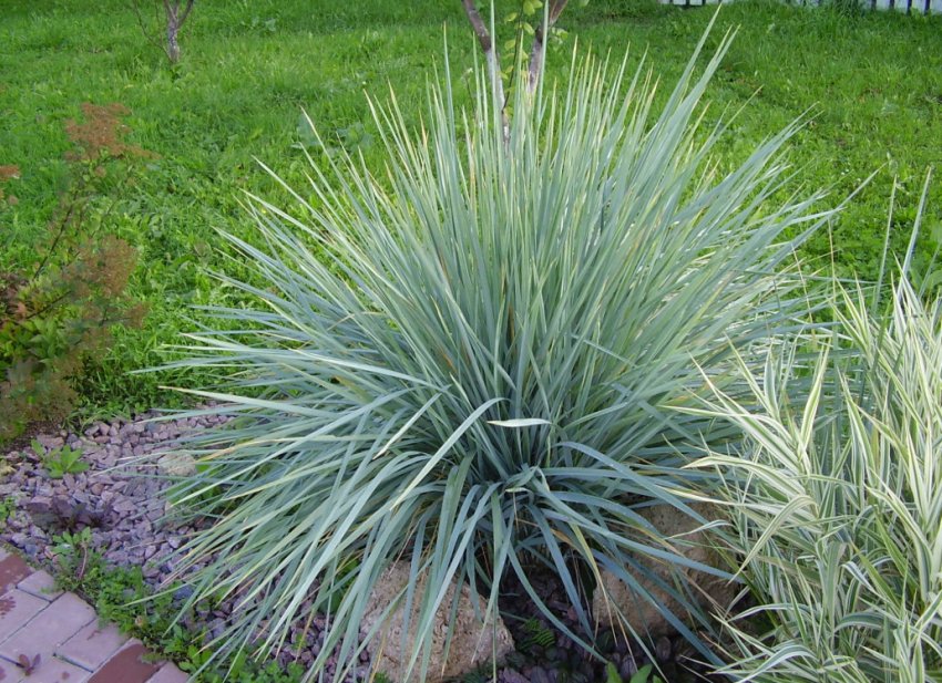 Островець в ландшафтному дизайні Островець в ландшафтному дизайні